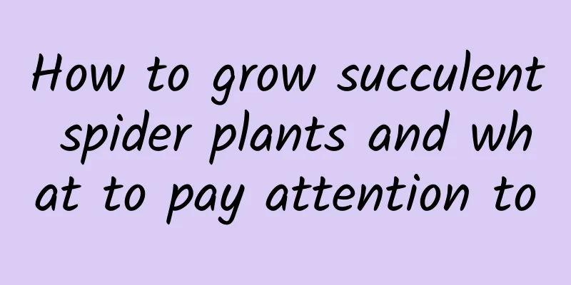 How to grow succulent spider plants and what to pay attention to
