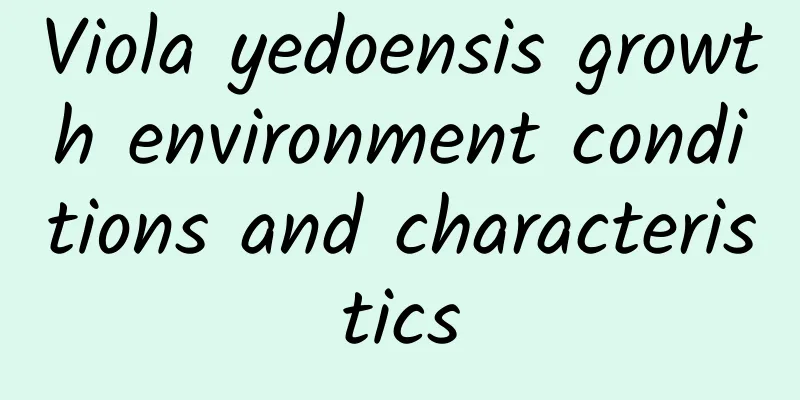 Viola yedoensis growth environment conditions and characteristics
