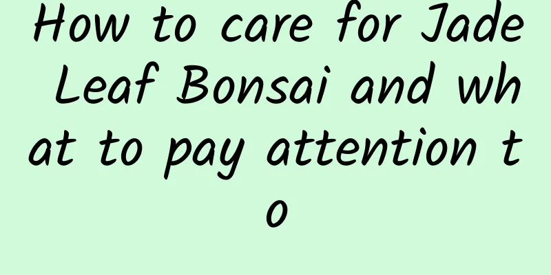 How to care for Jade Leaf Bonsai and what to pay attention to