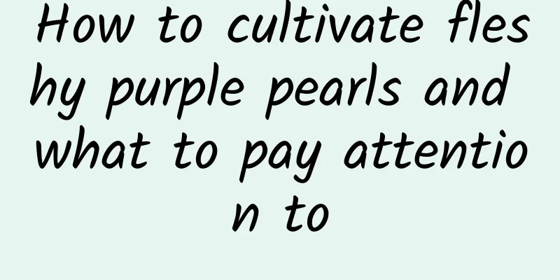 How to cultivate fleshy purple pearls and what to pay attention to