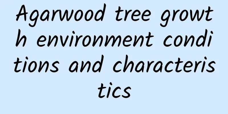 Agarwood tree growth environment conditions and characteristics