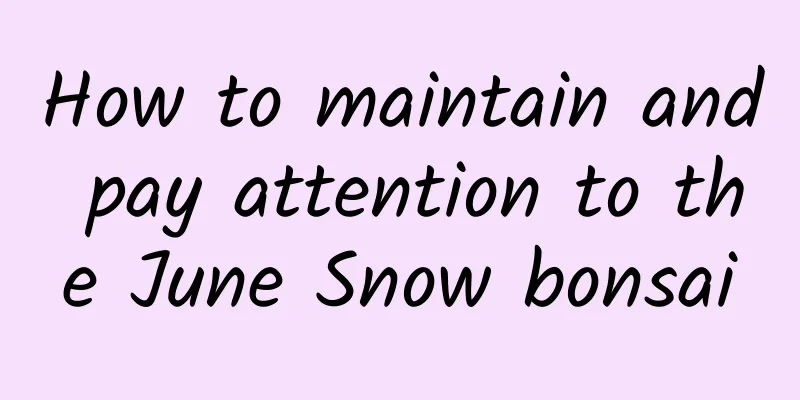 How to maintain and pay attention to the June Snow bonsai