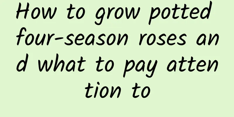 How to grow potted four-season roses and what to pay attention to