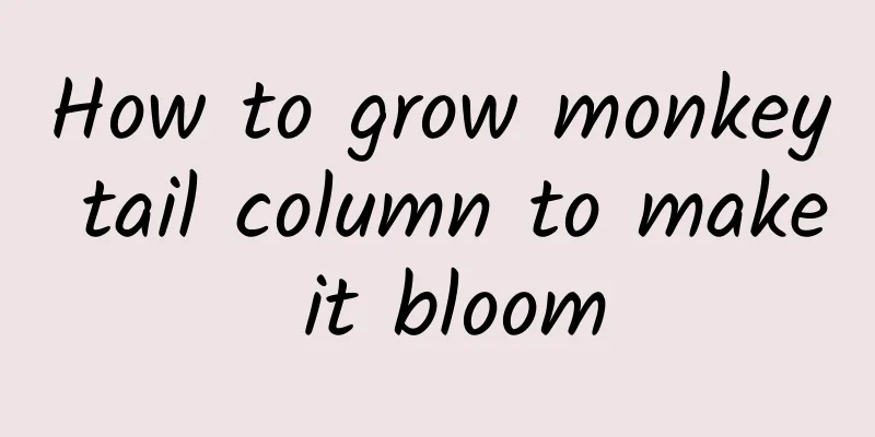 How to grow monkey tail column to make it bloom