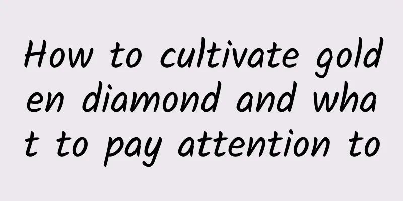 How to cultivate golden diamond and what to pay attention to