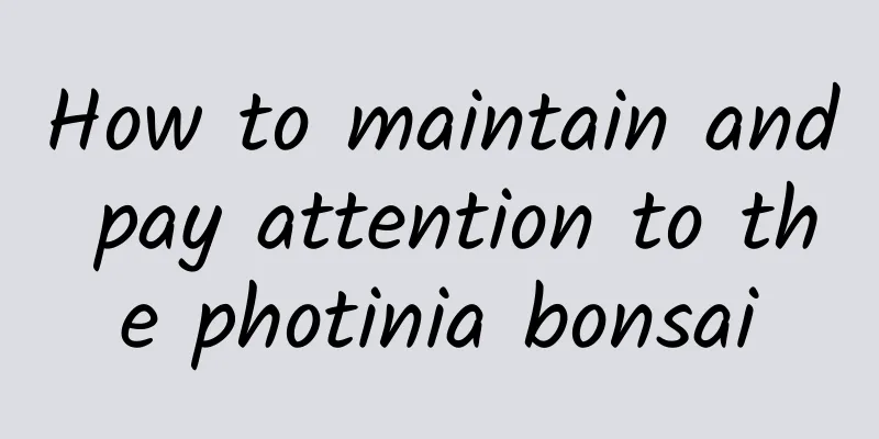 How to maintain and pay attention to the photinia bonsai