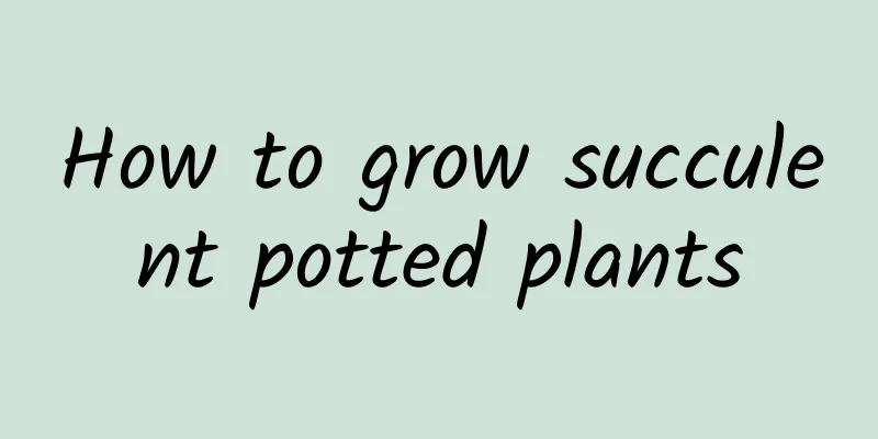 How to grow succulent potted plants