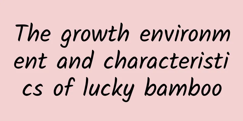 The growth environment and characteristics of lucky bamboo