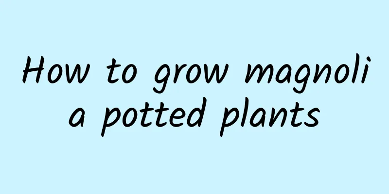 How to grow magnolia potted plants