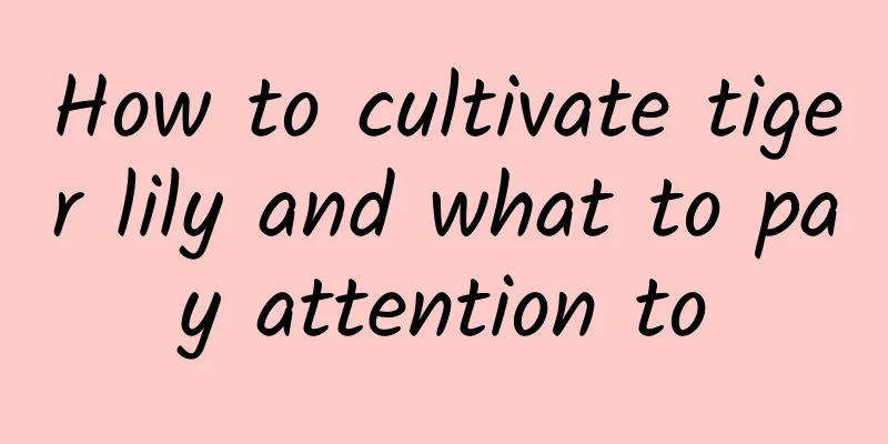 How to cultivate tiger lily and what to pay attention to
