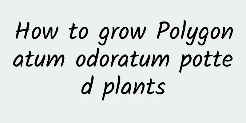 How to grow Polygonatum odoratum potted plants