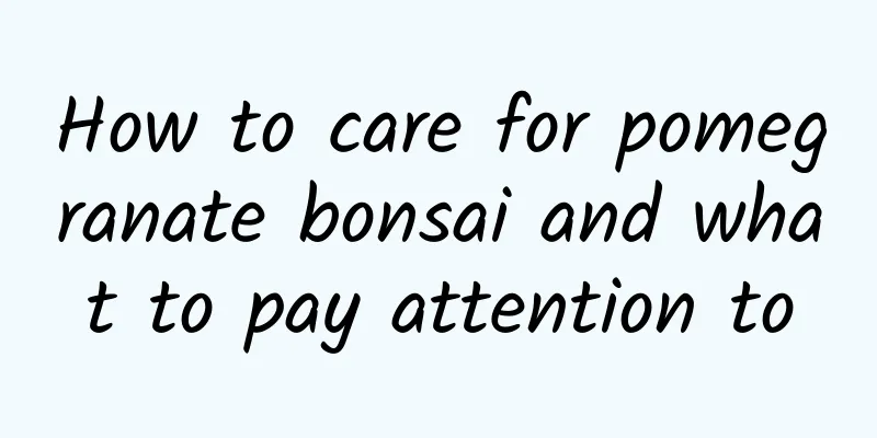 How to care for pomegranate bonsai and what to pay attention to