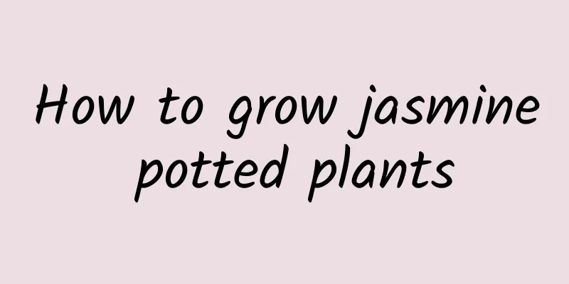 How to grow jasmine potted plants