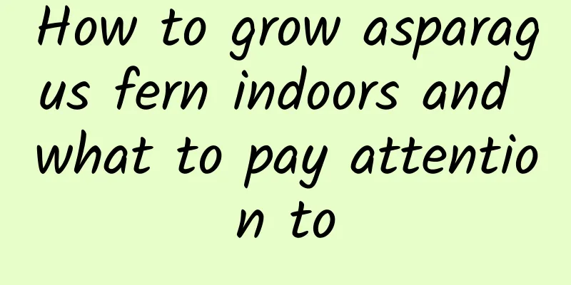 How to grow asparagus fern indoors and what to pay attention to