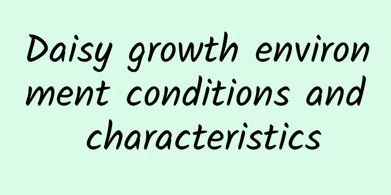 Daisy growth environment conditions and characteristics
