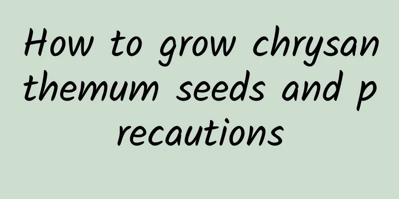 How to grow chrysanthemum seeds and precautions
