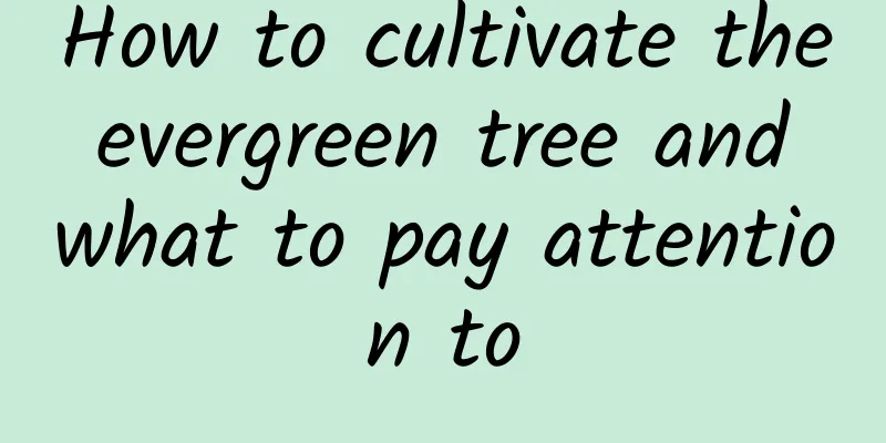 How to cultivate the evergreen tree and what to pay attention to