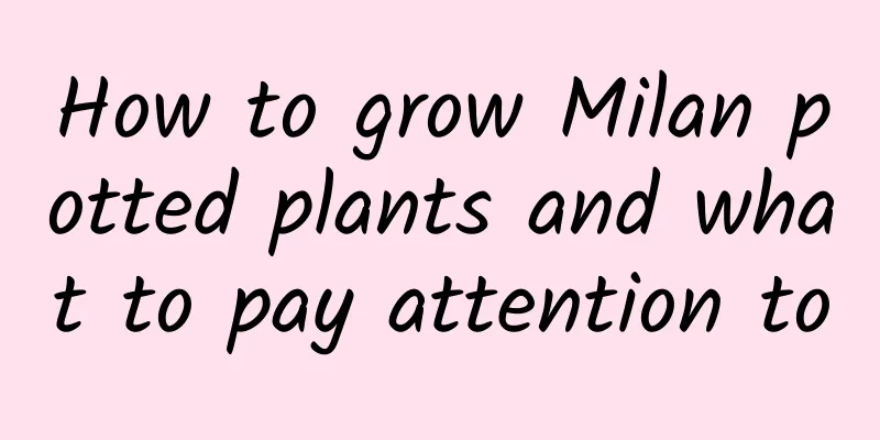 How to grow Milan potted plants and what to pay attention to
