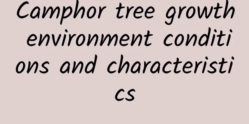Camphor tree growth environment conditions and characteristics