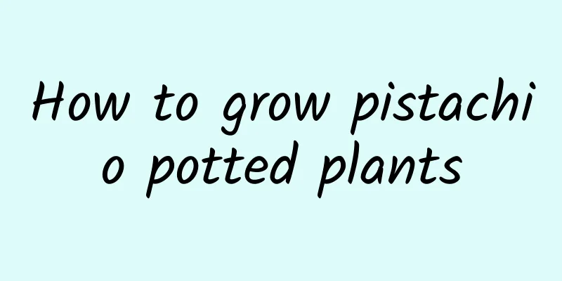 How to grow pistachio potted plants