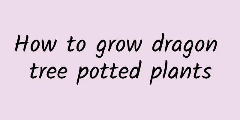 How to grow dragon tree potted plants