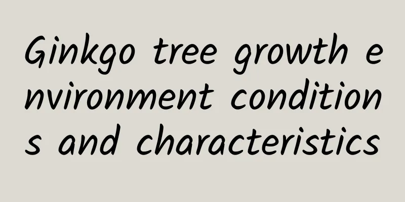 Ginkgo tree growth environment conditions and characteristics