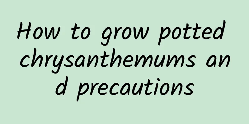 How to grow potted chrysanthemums and precautions