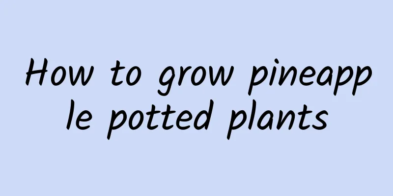 How to grow pineapple potted plants