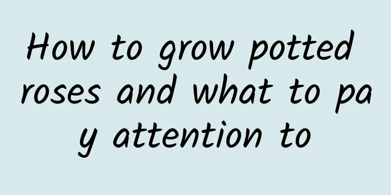 How to grow potted roses and what to pay attention to