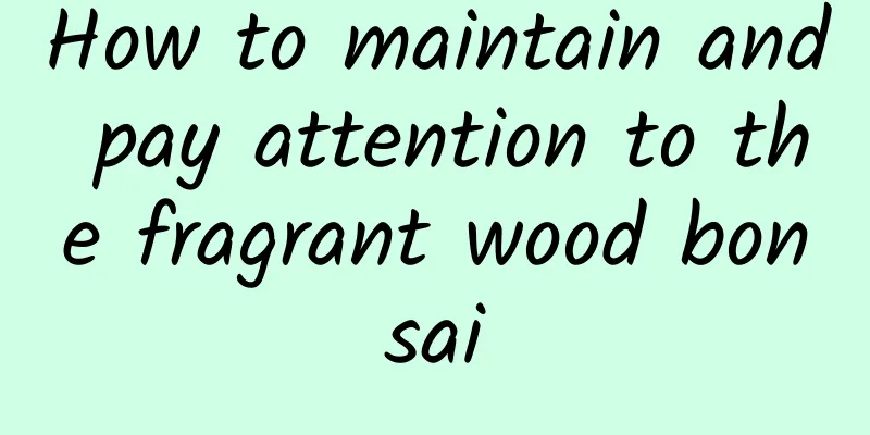 How to maintain and pay attention to the fragrant wood bonsai
