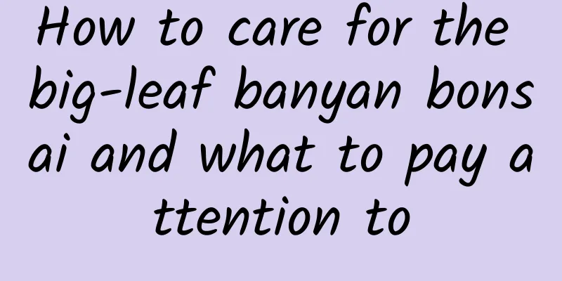 How to care for the big-leaf banyan bonsai and what to pay attention to