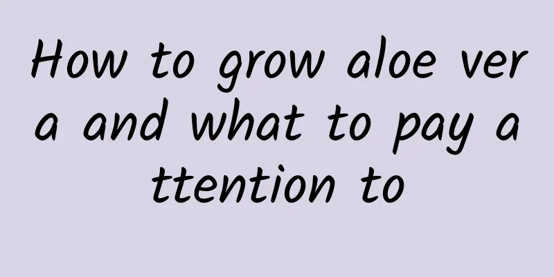 How to grow aloe vera and what to pay attention to