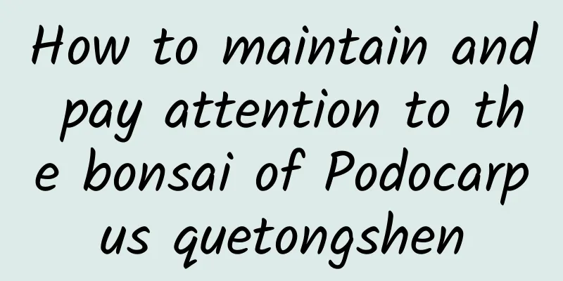 How to maintain and pay attention to the bonsai of Podocarpus quetongshen