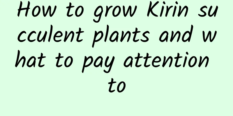 How to grow Kirin succulent plants and what to pay attention to