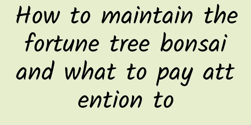 How to maintain the fortune tree bonsai and what to pay attention to