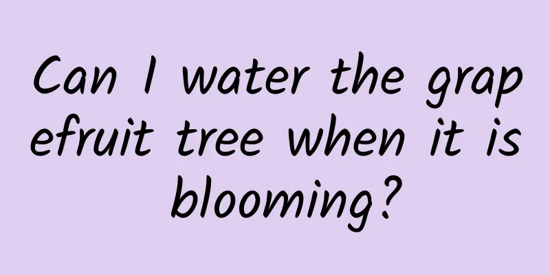 Can I water the grapefruit tree when it is blooming?