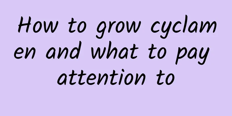 How to grow cyclamen and what to pay attention to