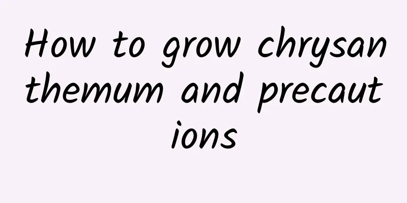 How to grow chrysanthemum and precautions