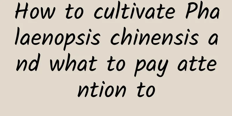 How to cultivate Phalaenopsis chinensis and what to pay attention to