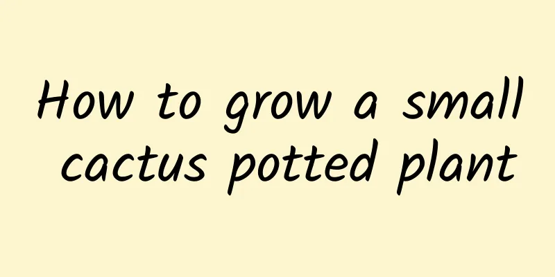 How to grow a small cactus potted plant