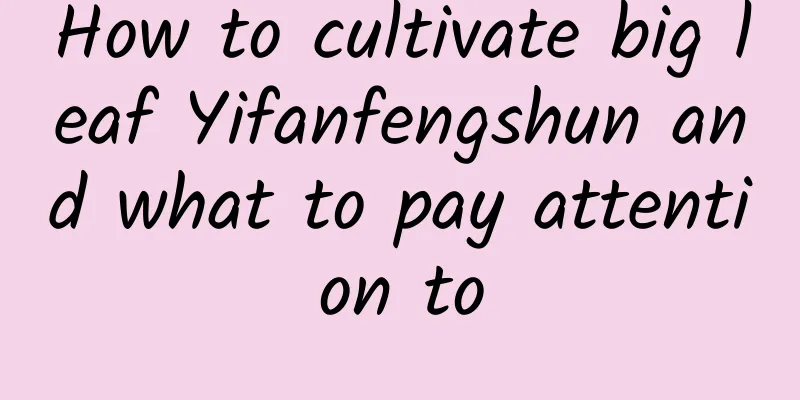 How to cultivate big leaf Yifanfengshun and what to pay attention to