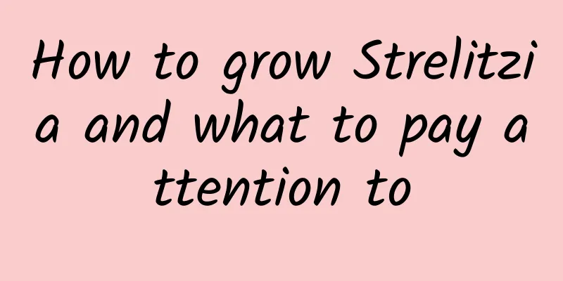 How to grow Strelitzia and what to pay attention to