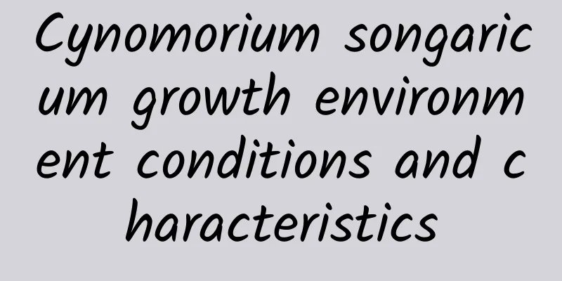 Cynomorium songaricum growth environment conditions and characteristics