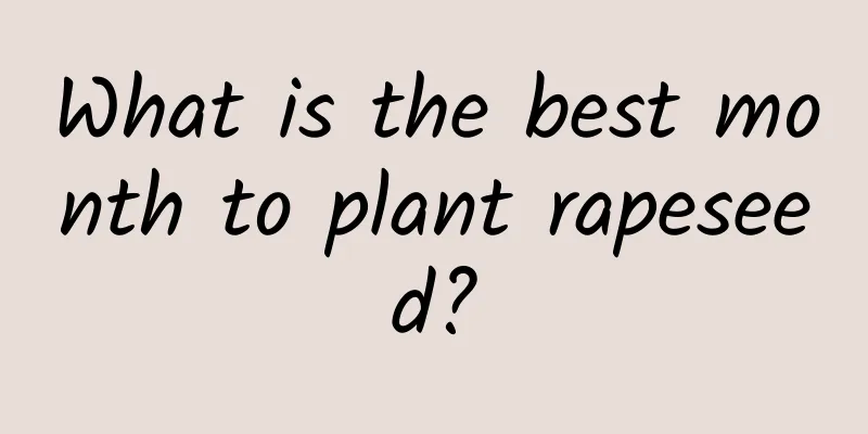 What is the best month to plant rapeseed?