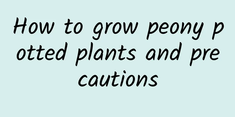 How to grow peony potted plants and precautions