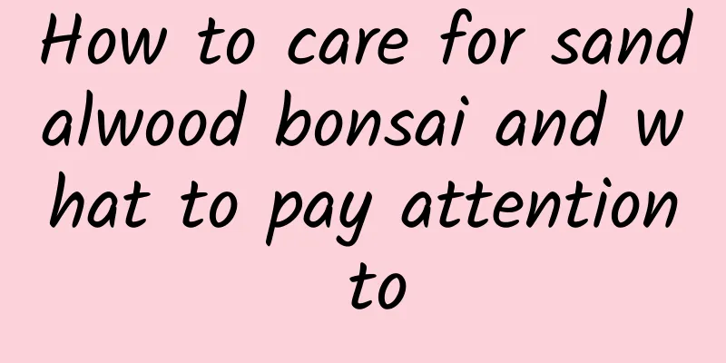 How to care for sandalwood bonsai and what to pay attention to