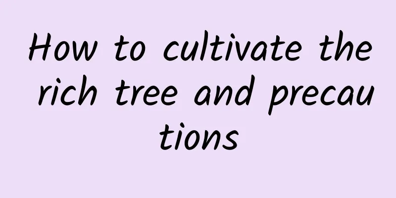 How to cultivate the rich tree and precautions