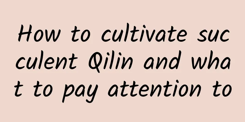 How to cultivate succulent Qilin and what to pay attention to