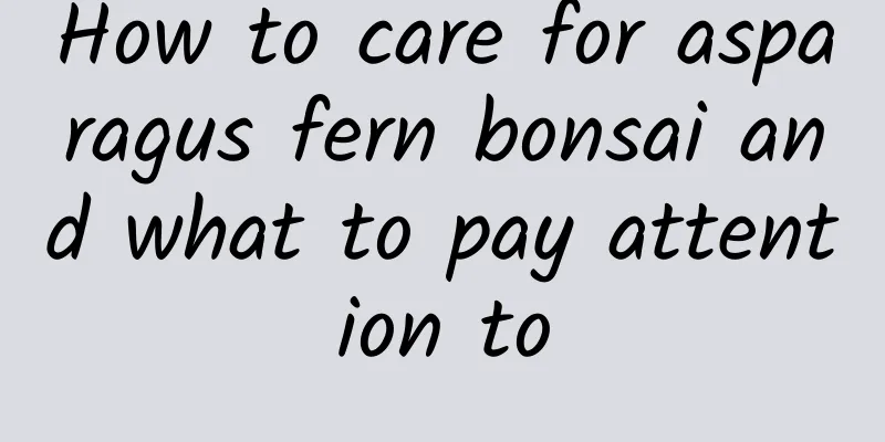 How to care for asparagus fern bonsai and what to pay attention to