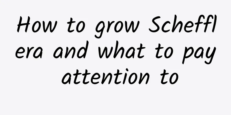 How to grow Schefflera and what to pay attention to